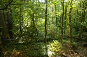 BackYard BackYard